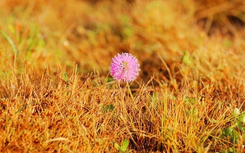 1co_ua_500 1co_ua_500