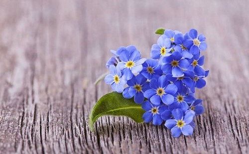 hoa_tim_500 hoa_tim_500